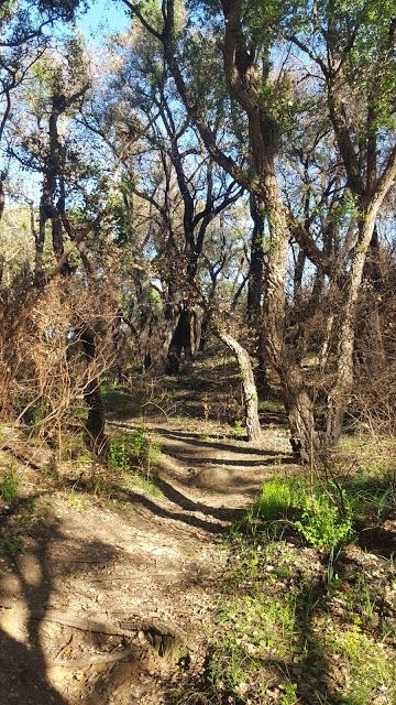 Pineto Regional Park